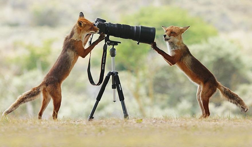 松鼠的内心戏超多　30张成功拍到“最搞笑一面”的野生动物照片插图29