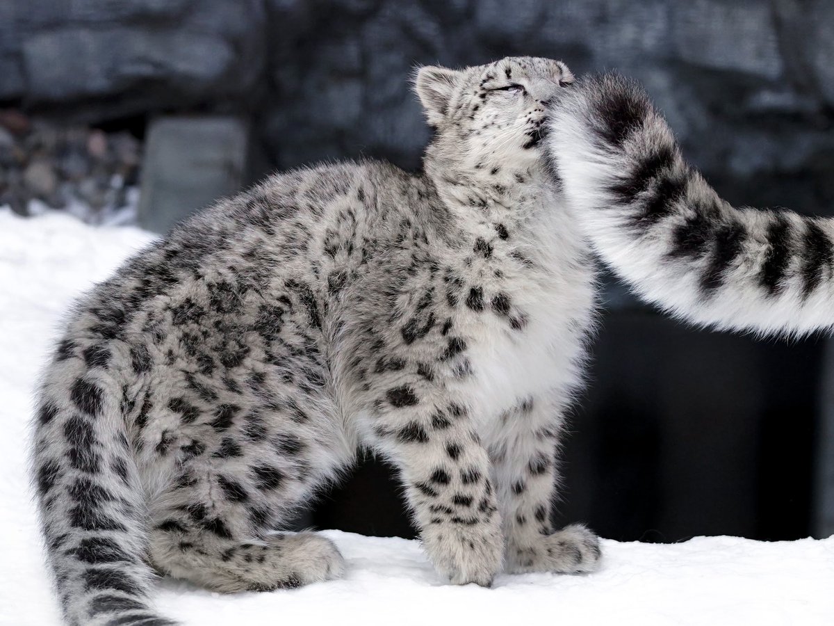 下载手机图片:动物, 雪豹，免费10428。