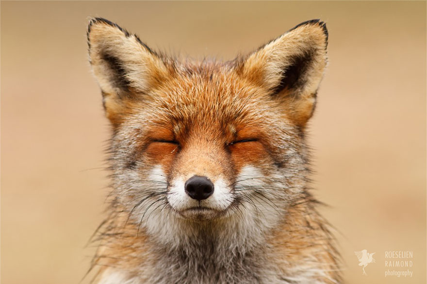 卧底好久终于拍到！　摄影师记录「狐狸自己玩得很开心」：表情是国宝❤插图10