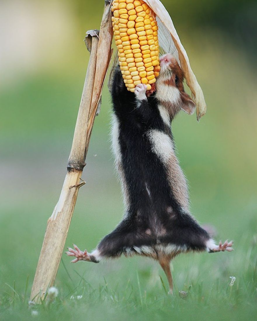 松鼠的内心戏超多　30张成功拍到“最搞笑一面”的野生动物照片插图1