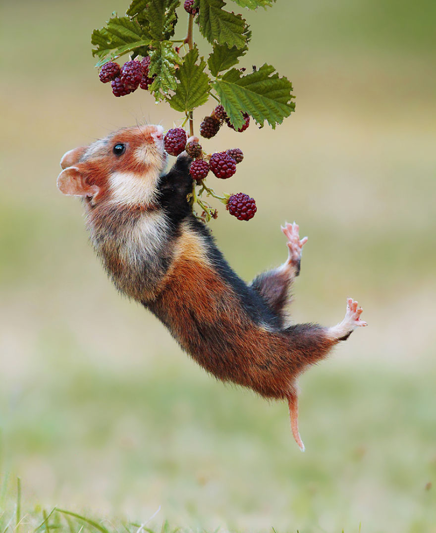 松鼠的内心戏超多　30张成功拍到“最搞笑一面”的野生动物照片插图2