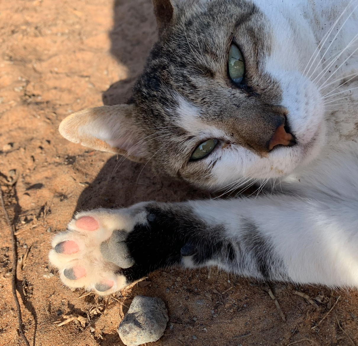 猫皇远嫁阿拉伯“秒提升奴才地位”　一脸爽：朕的厕所辣幺大就甭铲了～插图8