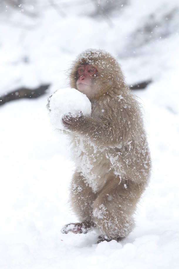 小猴子「搓雪球」技巧比人类强好多　雪地里玩到停不下来萌入人心插图2