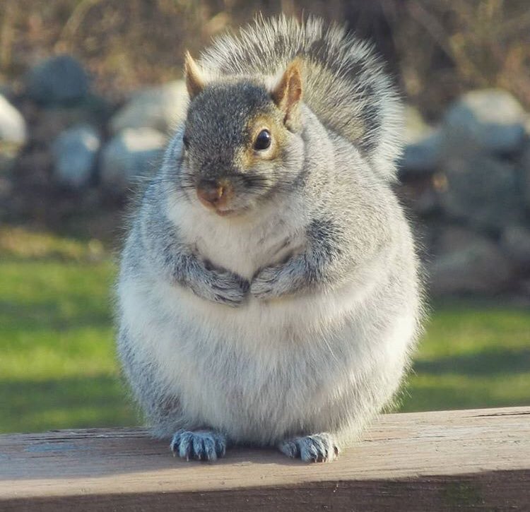 小松鼠为了过冬可以吃到多胖？　12张「全身圆到像龙猫」的吃货松鼠照插图1