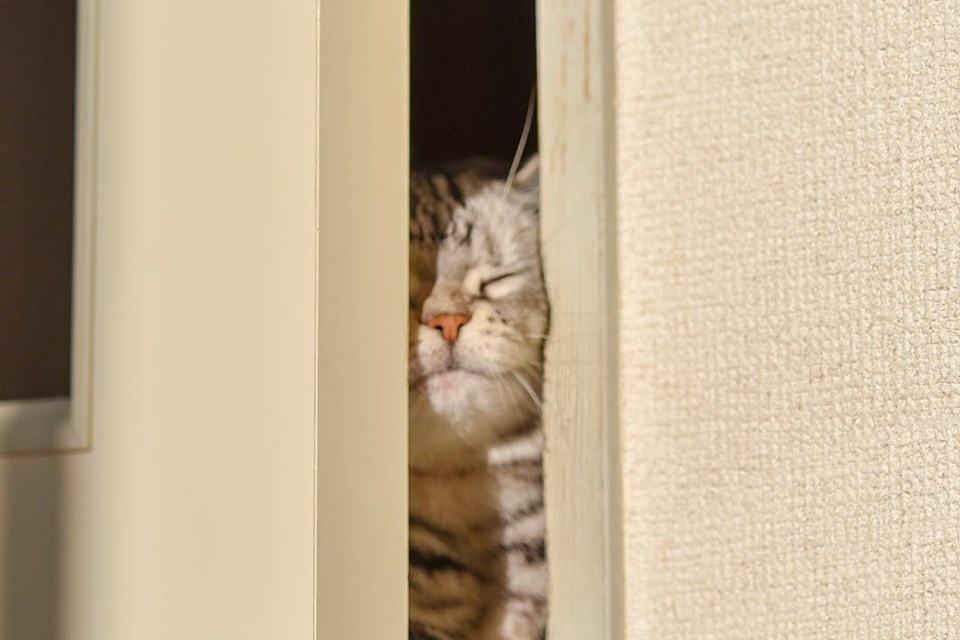 可爱猫咪硬挤门缝脸都变形啦　各种「猫咪图腾柱」点亮大家心情插图