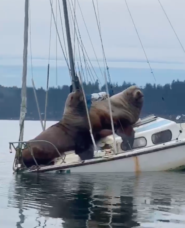 借休息啦～两只巨大海狮路过「硬要搭小船」　游客傻眼目睹：船撑不住插图