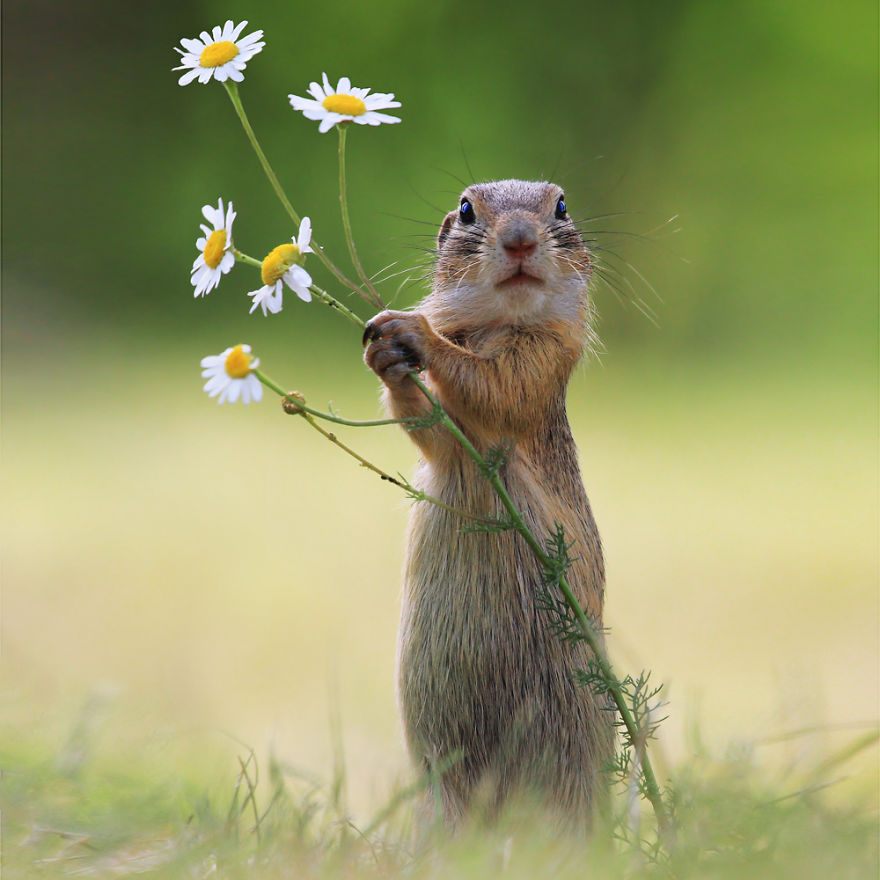 松鼠的内心戏超多　30张成功拍到“最搞笑一面”的野生动物照片插图13