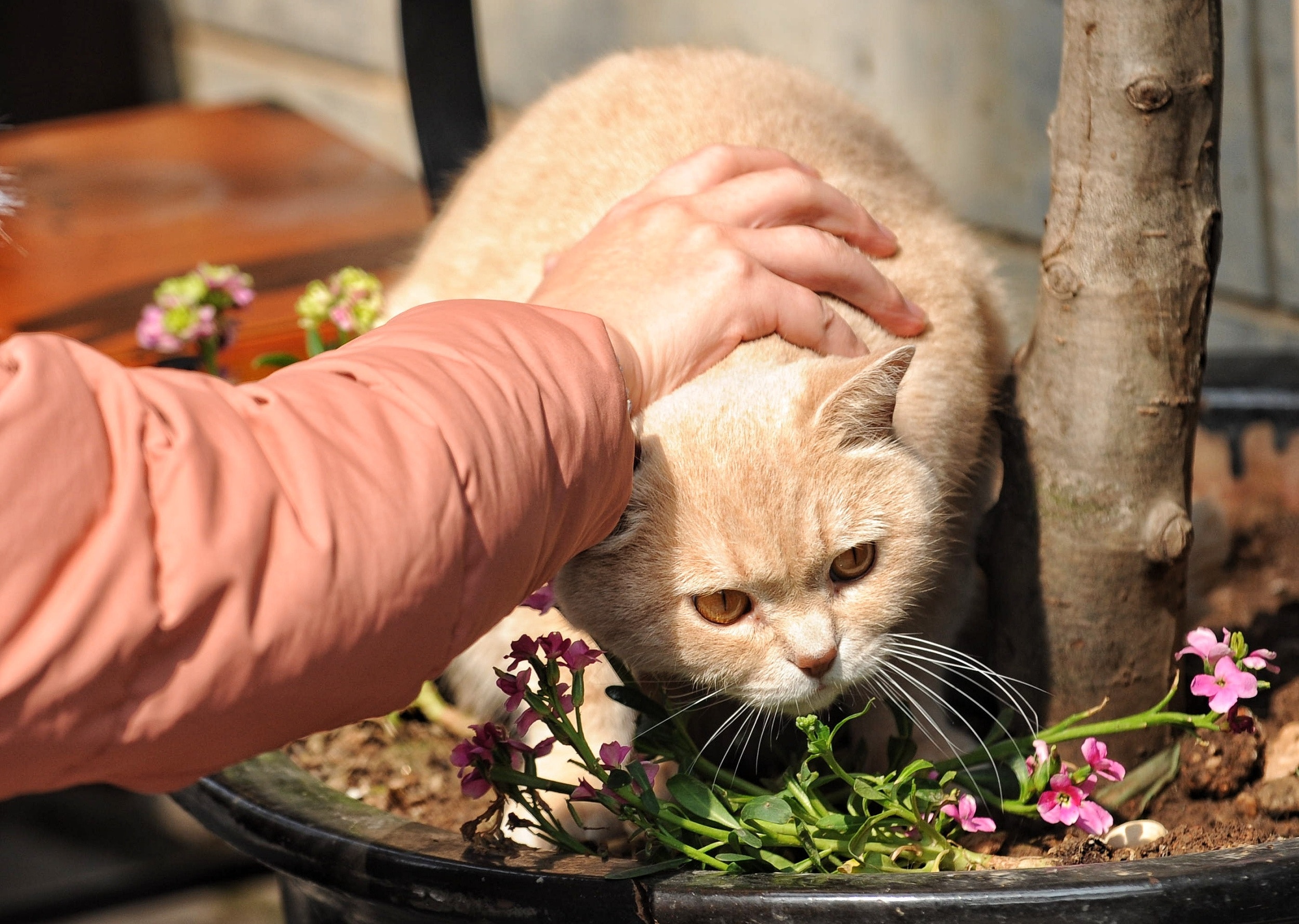 狗有狗味，猫为何没什幺「猫味」？　科学解释原因：牠要让你闻不到插图1