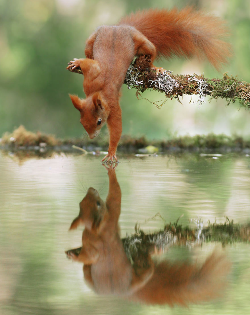 松鼠的内心戏超多　30张成功拍到“最搞笑一面”的野生动物照片插图11