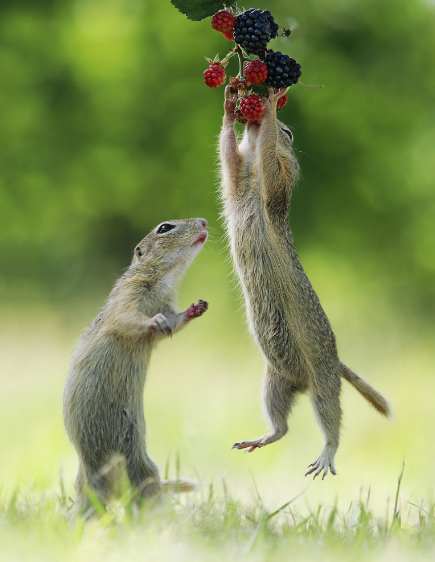 松鼠的内心戏超多　30张成功拍到“最搞笑一面”的野生动物照片插图17