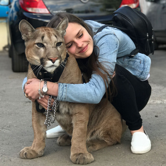 回不去野外了…美洲狮从动物园获救　好心夫妇把牠当「家中大猫」养插图12