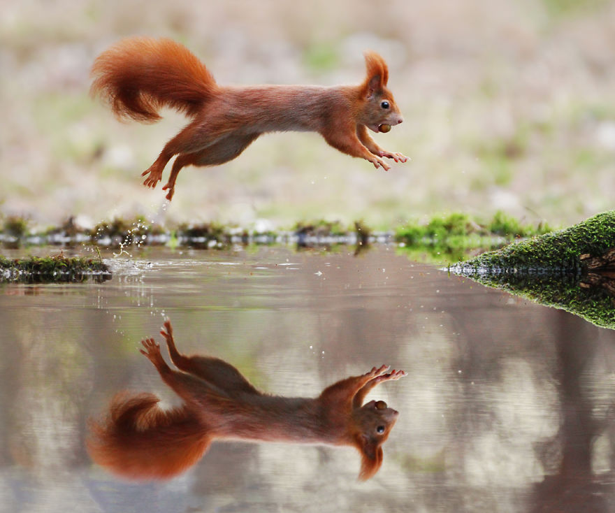 松鼠的内心戏超多　30张成功拍到“最搞笑一面”的野生动物照片插图5