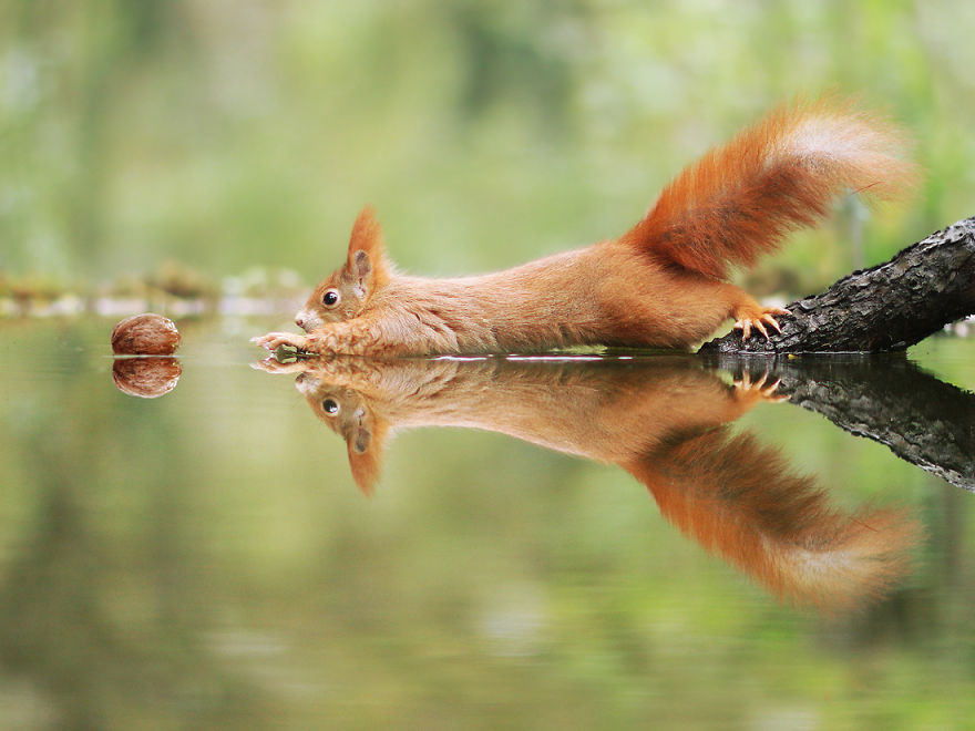 松鼠的内心戏超多　30张成功拍到“最搞笑一面”的野生动物照片插图15