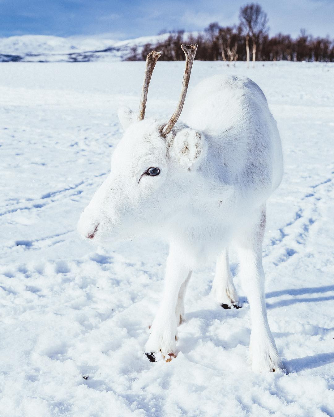 极罕见！「雪白色驯鹿」现身眼前全身发亮　幸运男：牠跟雪地融为一体插图4