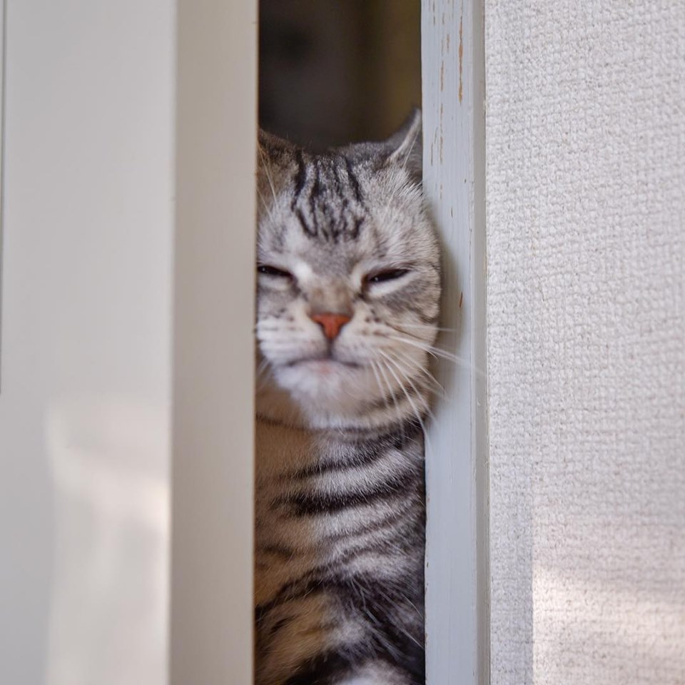 可爱猫咪硬挤门缝脸都变形啦　各种「猫咪图腾柱」点亮大家心情插图4