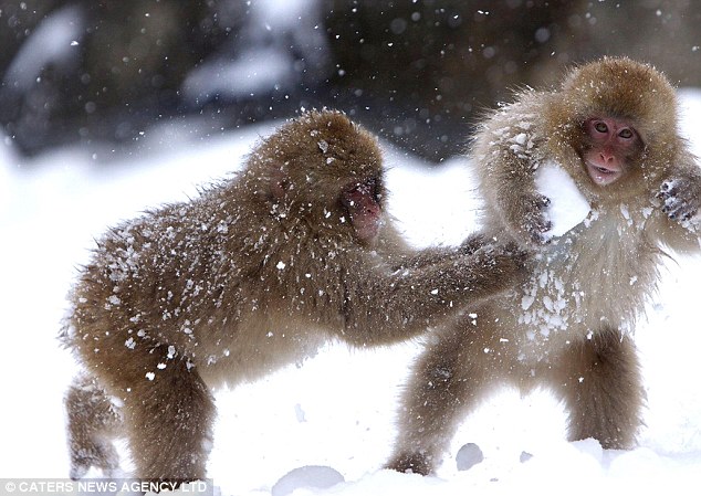 小猴子「搓雪球」技巧比人类强好多　雪地里玩到停不下来萌入人心插图3