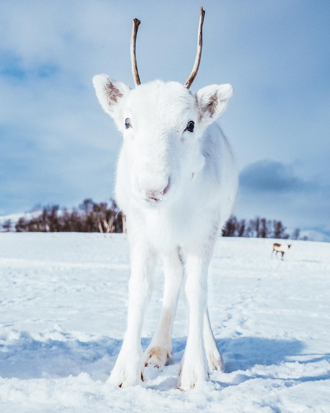 极罕见！「雪白色驯鹿」现身眼前全身发亮　幸运男：牠跟雪地融为一体插图5