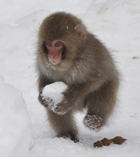 小猴子「搓雪球」技巧比人类强好多　雪地里玩到停不下来萌入人心插图1