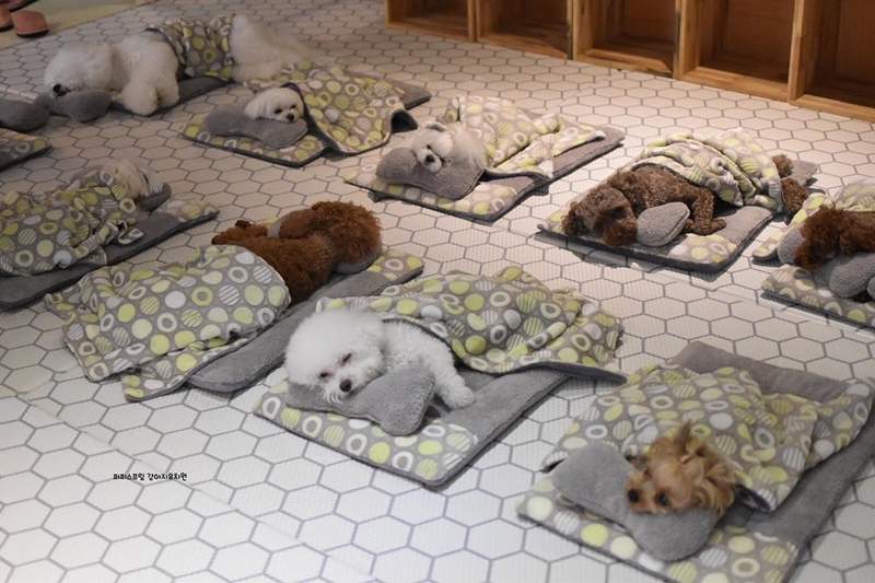 宠物学校「毛孩集体睡觉」画面太治癒　网友笑：好特别的训练内容插图6