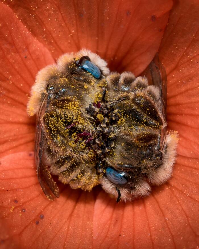 勤劳的蜜蜂也要请假～　摄影师拍到罕见「蜜蜂互相抱着入睡」萌照插图4