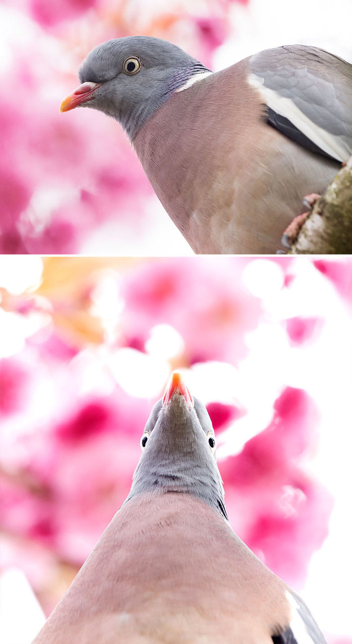 鳥類 不拍正面 有原因 攝影師曬出 正面vs側面照 網笑噴 角度太重要 Fluffy 寵毛孩