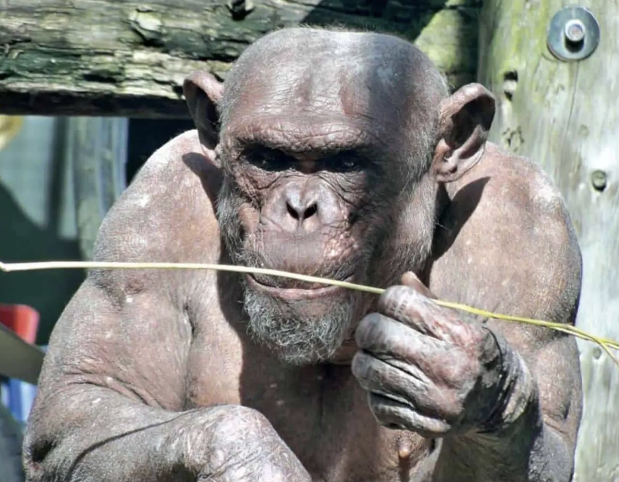 不愧是人類始祖 動物園引進 無毛猩猩 遊客震驚 好像看到後院的自己 Fluffy 寵毛孩