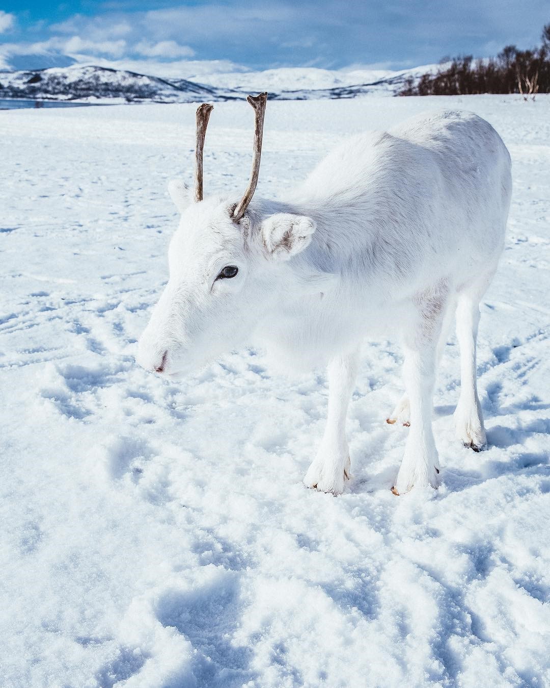 极罕见！「雪白色驯鹿」现身眼前全身发亮　幸运男：牠跟雪地融为一体插图3