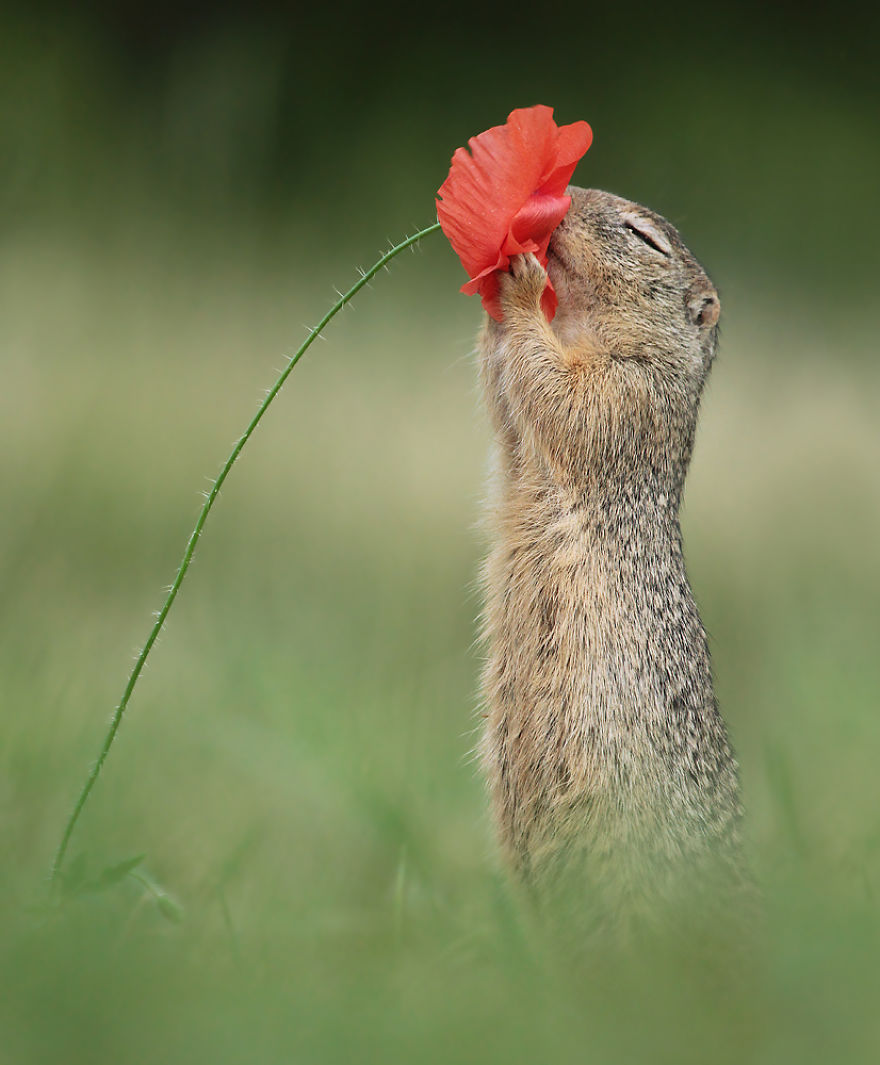 松鼠的内心戏超多　30张成功拍到“最搞笑一面”的野生动物照片插图25