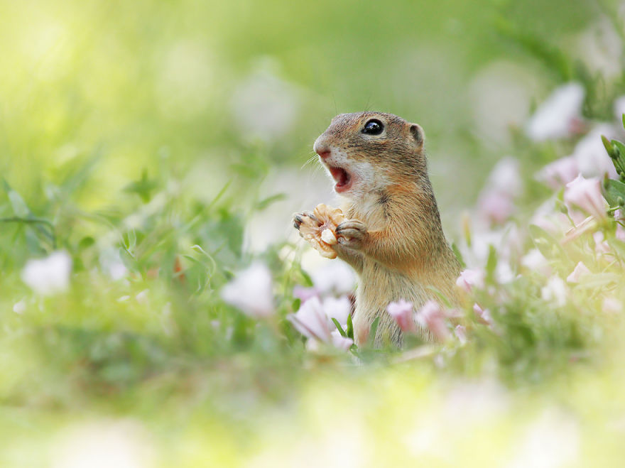 松鼠的内心戏超多　30张成功拍到“最搞笑一面”的野生动物照片插图22