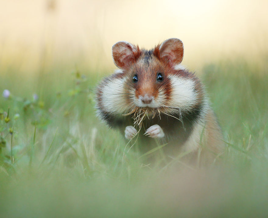 松鼠的内心戏超多　30张成功拍到“最搞笑一面”的野生动物照片插图6