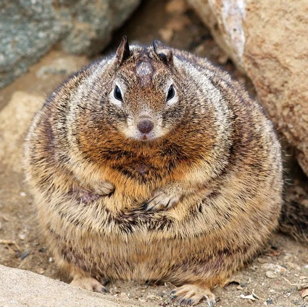 小松鼠为了过冬可以吃到多胖？　12张「全身圆到像龙猫」的吃货松鼠照插图4