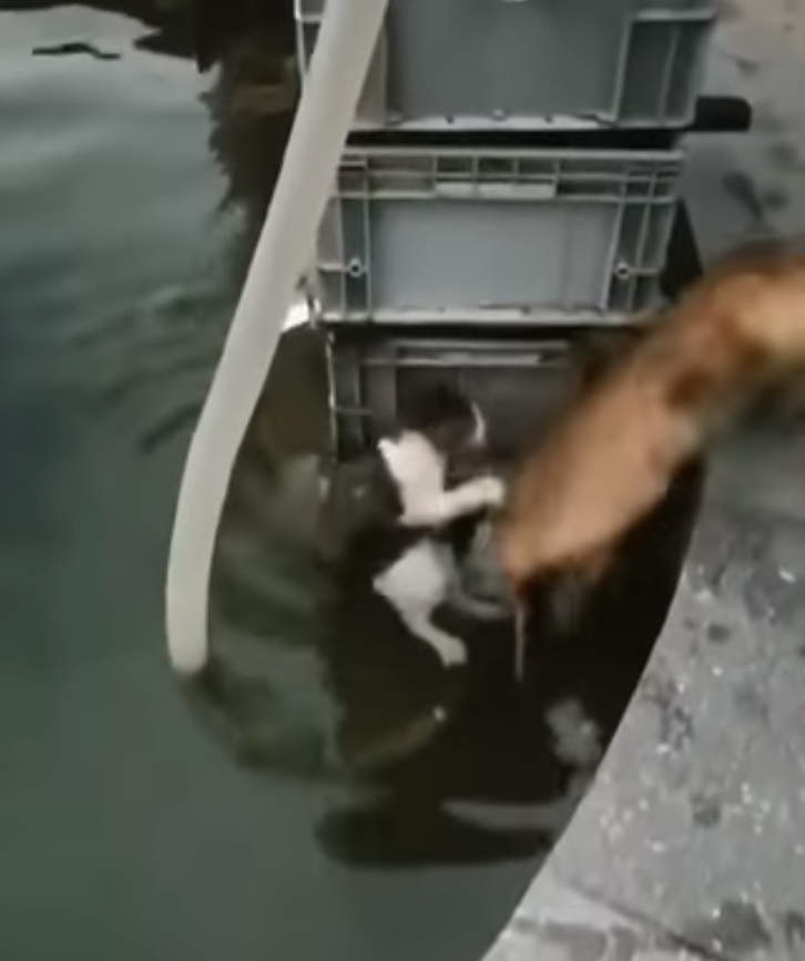 猫咪受困水池剉到发抖　下一秒「英雄汪」跳下去勇救的画面暖翻天插图1