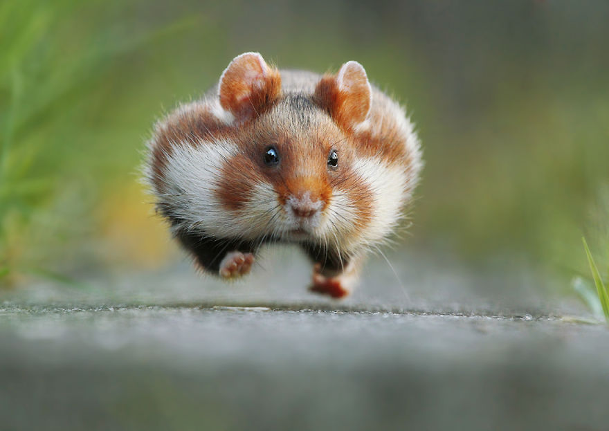 松鼠的内心戏超多　30张成功拍到“最搞笑一面”的野生动物照片插图24