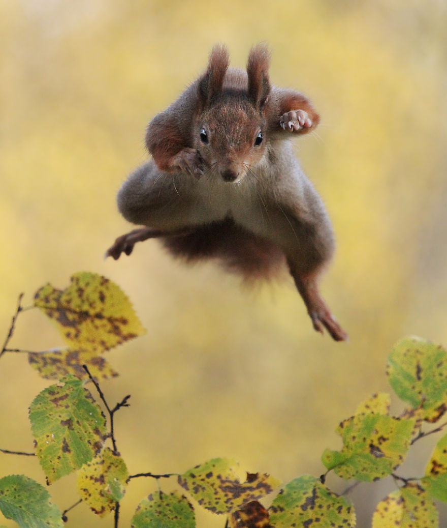松鼠的内心戏超多　30张成功拍到“最搞笑一面”的野生动物照片插图21