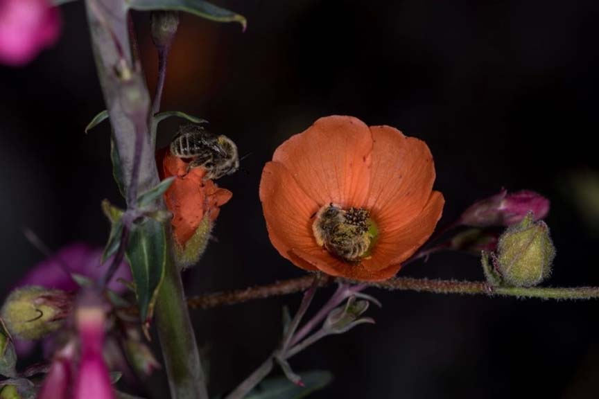 勤劳的蜜蜂也要请假～　摄影师拍到罕见「蜜蜂互相抱着入睡」萌照插图1