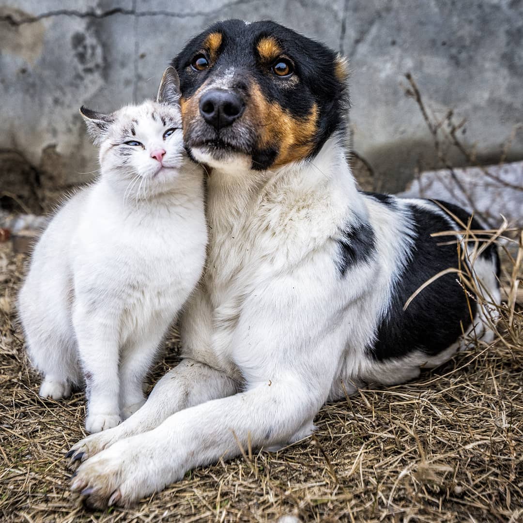 感情好到可以狂舔～　24张证明「猫狗也可以当超级麻吉」的萌照插图20