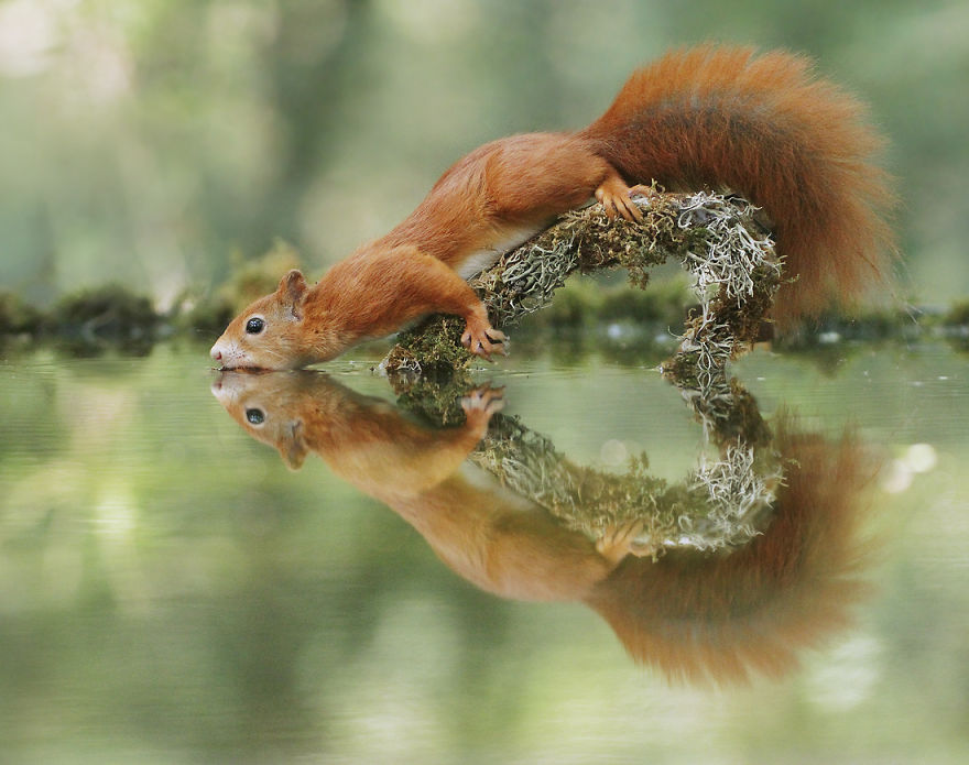 松鼠的内心戏超多　30张成功拍到“最搞笑一面”的野生动物照片插图3