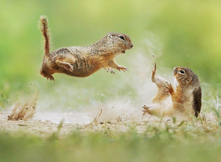 松鼠的内心戏超多　30张成功拍到“最搞笑一面”的野生动物照片插图14