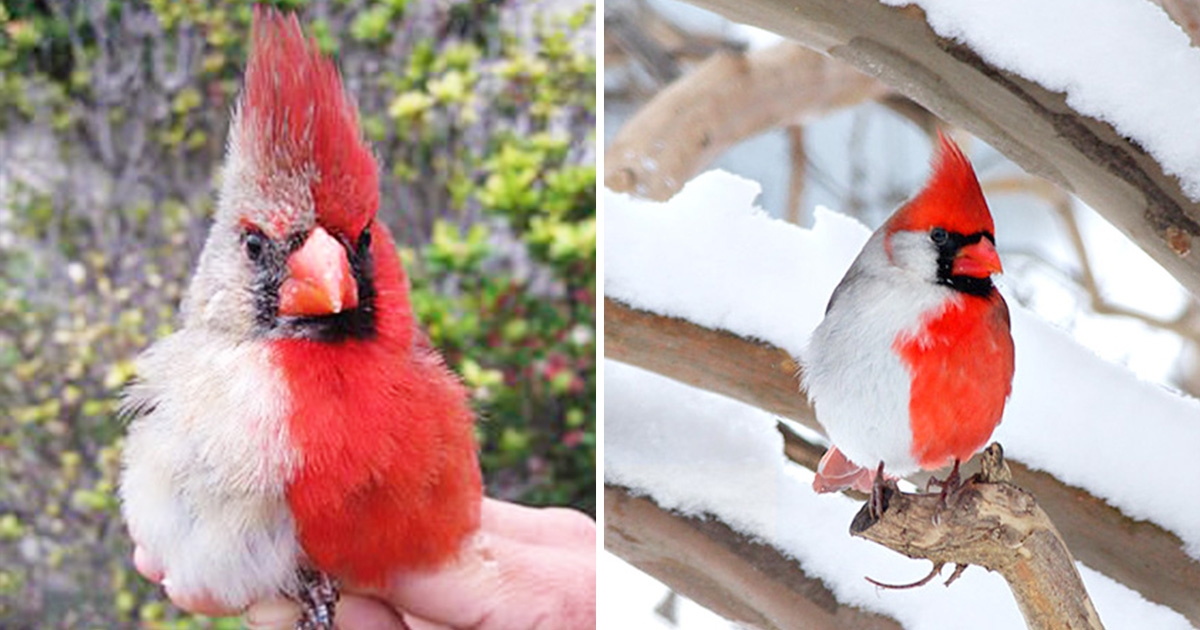 罕見 雙色紅雀 現身 科學家認證 半公半母 是大自然的奇蹟 Fluffy 寵毛孩