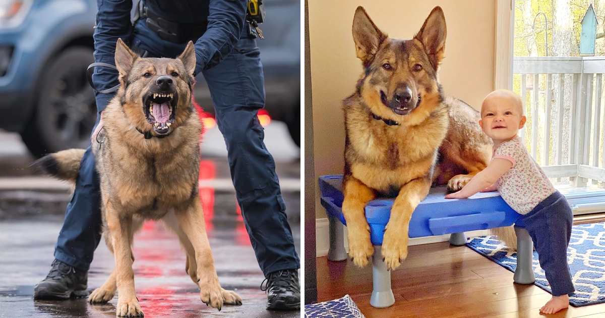 帥警犬執行任務 兇巴巴威嚇 表情超威嚴回家秒變臉 溫柔寵妹 把拔吃醋 玩具只給妹妹玩 Fluffy 寵毛孩 帥警犬執行任務 兇巴巴威嚇 表情超威嚴回家秒變臉 溫柔寵妹 把拔吃醋 玩具只給妹妹玩 Fluffy 寵毛孩